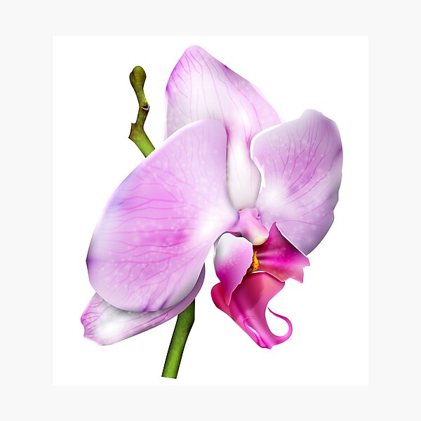Item preview, Cherry Blossom Orchid designed and sold by Designs By Creation.