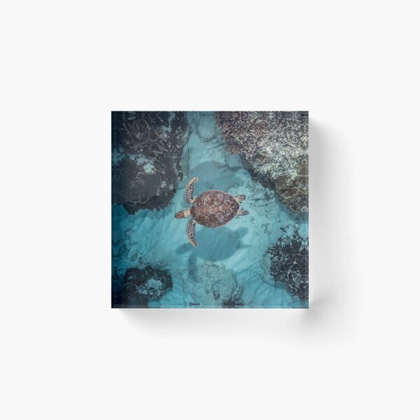 Item preview, A Turtle below designed and sold by Islandjems.