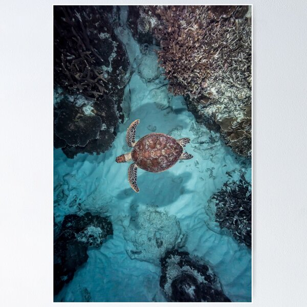 Item preview, A Turtle below designed and sold by Islandjems.