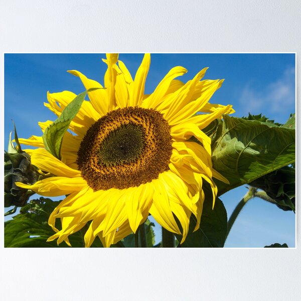 Item preview, Sunflower growing in a field designed and sold by Jenny Burrows.