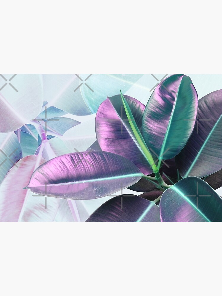 Violet Tropical Plant, Ficus Elastica by PrintsProject
