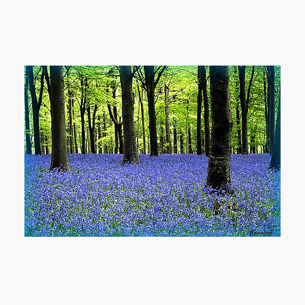 Item preview, Haze Of Blue - Bluebell Wood Dorset designed and sold by naturelover.