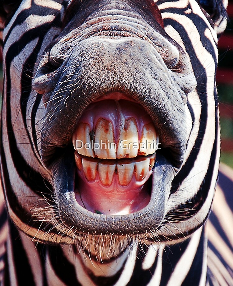 Funny Zebra Horse showing Teeth and Tongue out Smile Close up face Covering Outside, Funny Cute Animals Farming showing nose fitting your face Funny Zebra Horse showing Teeth and Tongue out Smile Close up face Covering Outside, Funny Cute Animals Farming showing nose fitting your face