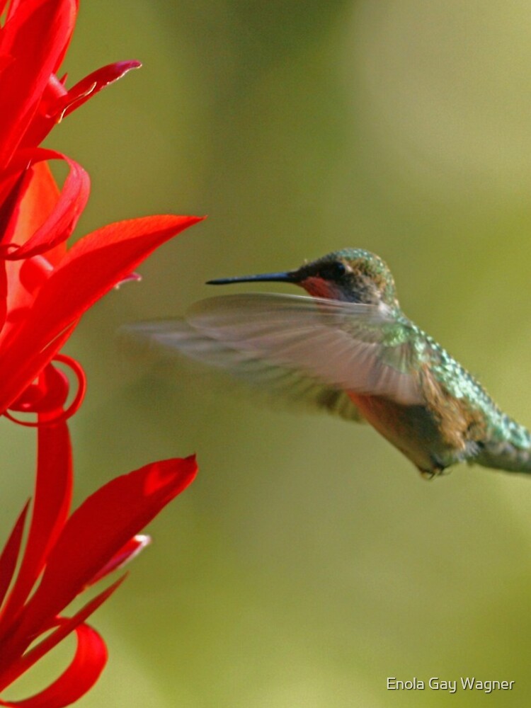 Thumbnail 4 of 4, iPhone Case, Hummingbird designed and sold by egdc211.