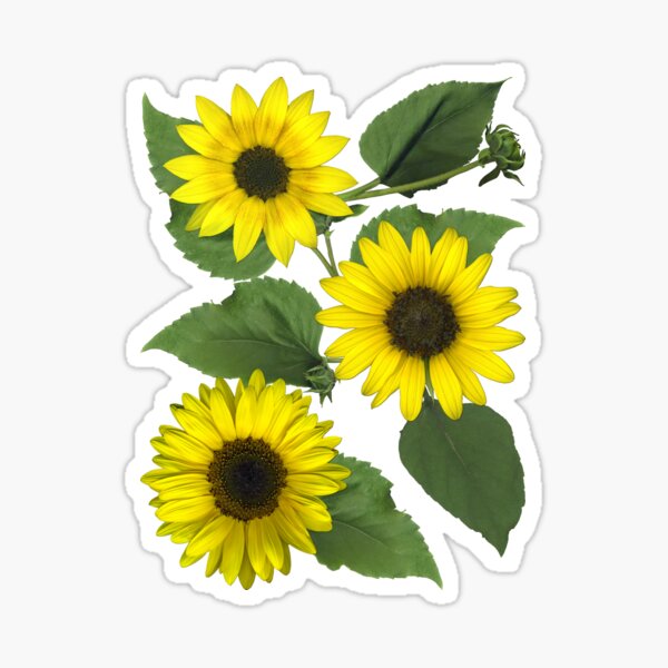 Sunflowers Sticker