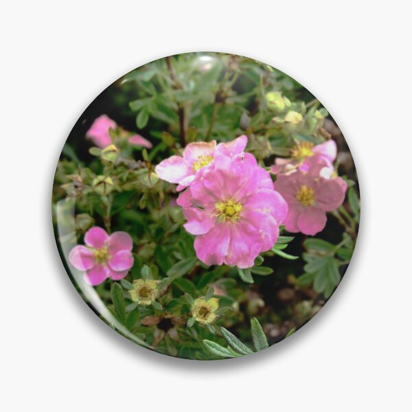 Item preview, Sweet Briar Rose  designed and sold by BritishYank.
