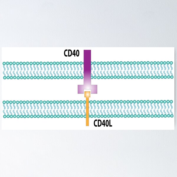 Item preview, CD40 Receptor designed and sold by Green Star Shop.
