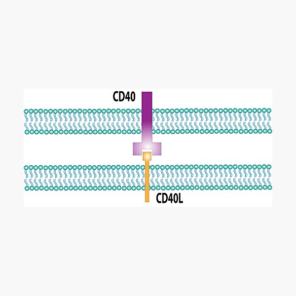 Item preview, CD40 Receptor designed and sold by Green Star Shop.