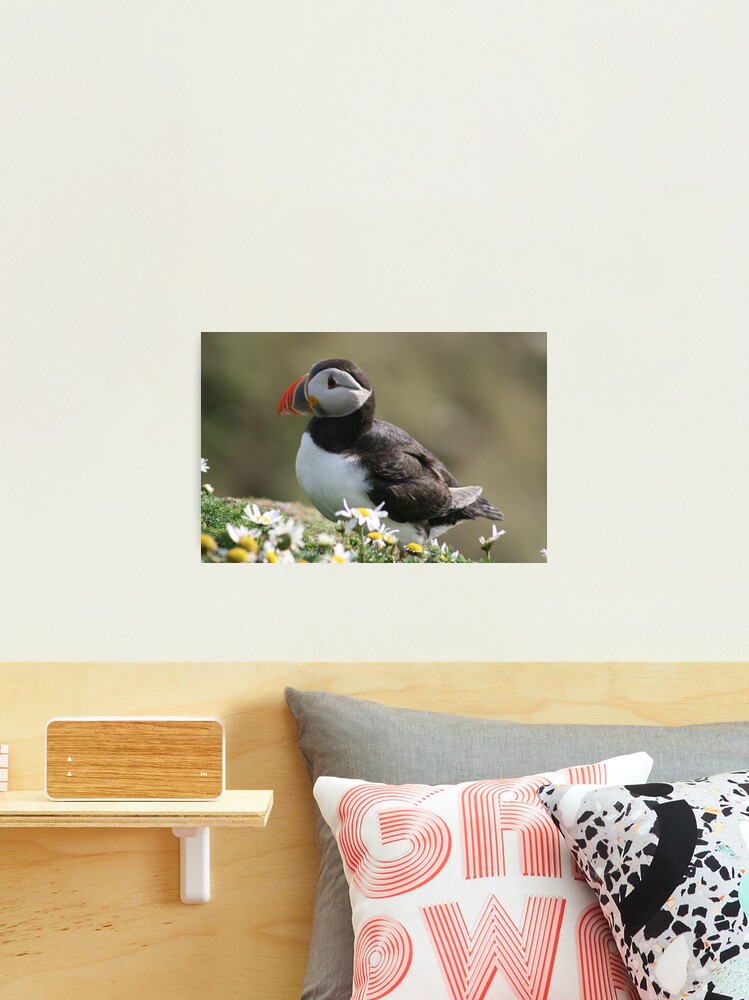 Thumbnail 2 of 3, Photographic Print, Sumburgh puffin designed and sold by orcadia.