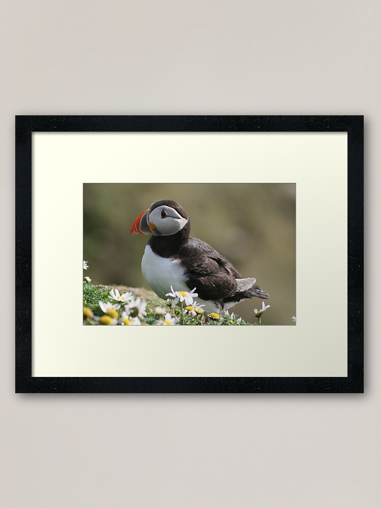 Alternate view of Sumburgh puffin Framed Art Print