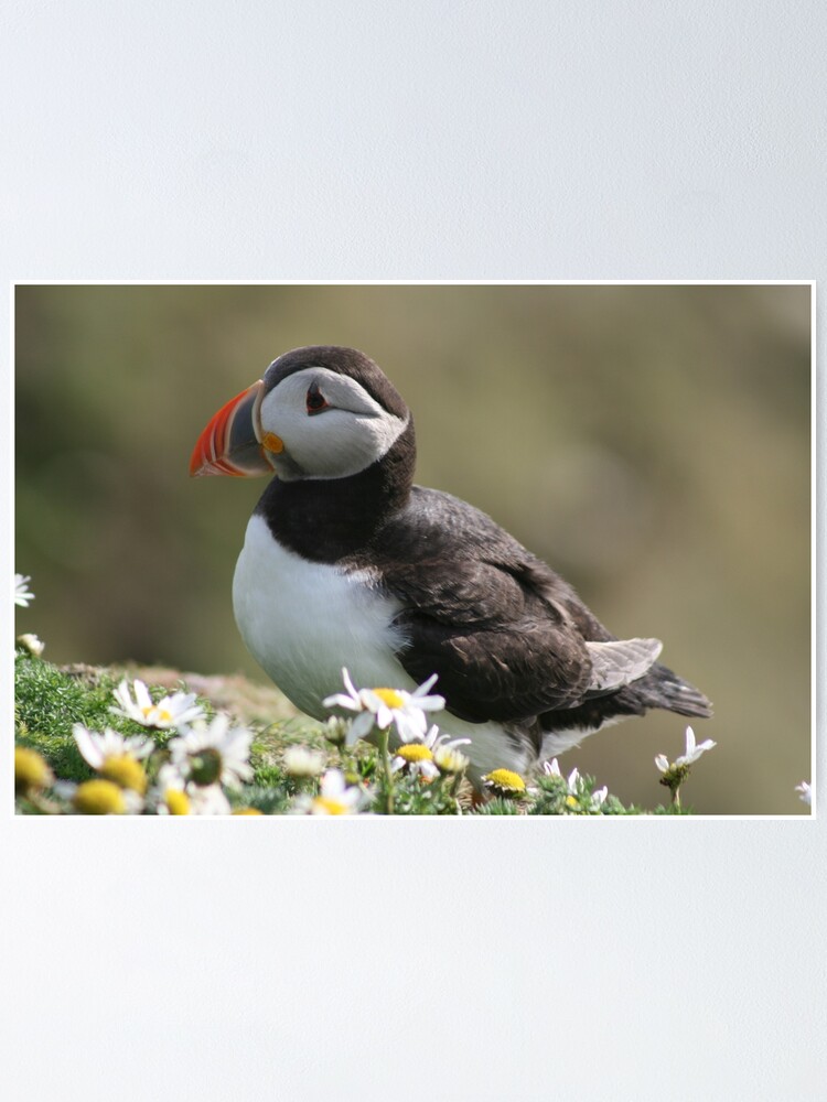 Alternate view of Sumburgh puffin Poster
