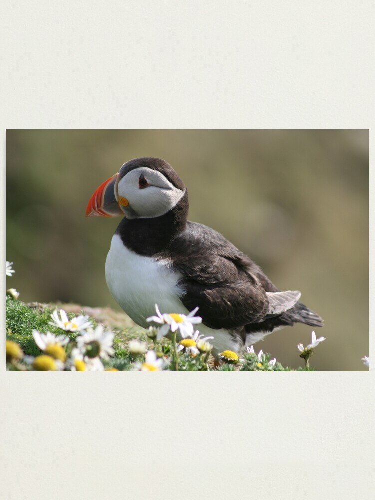 Alternate view of Sumburgh puffin Photographic Print