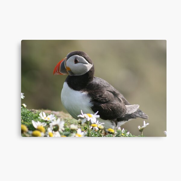 Sumburgh puffin Metal Print