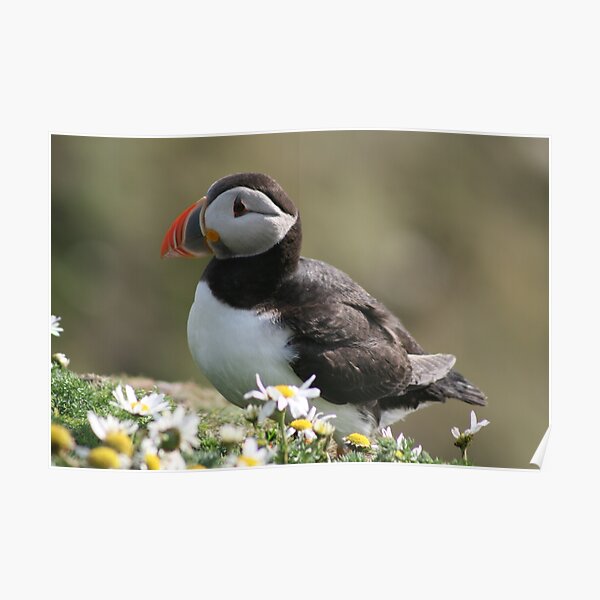 Sumburgh puffin Poster