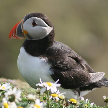 Artwork thumbnail, Sumburgh puffin by Fiona MacNab
