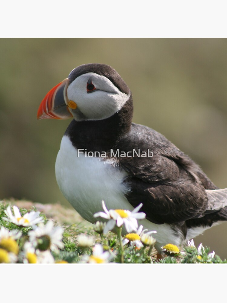 Thumbnail 2 of 2, Tote Bag, Sumburgh puffin designed and sold by orcadia.