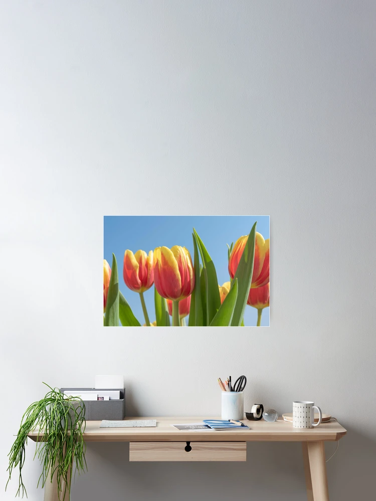 Thumbnail 2 of 3, Poster, Spring tulips designed and sold by EngineerGoC.