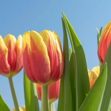 Artwork thumbnail, Spring tulips by EngineerGoC