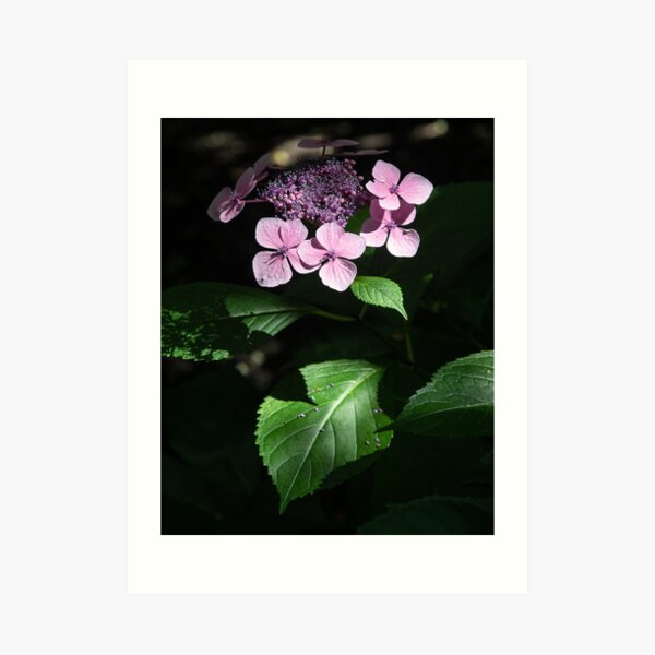 Flower in light Art Print