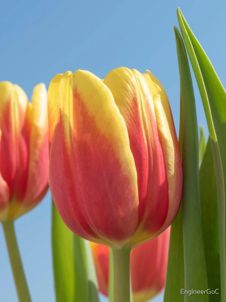 Thumbnail 4 of 4, iPhone Case, Spring tulips designed and sold by EngineerGoC.