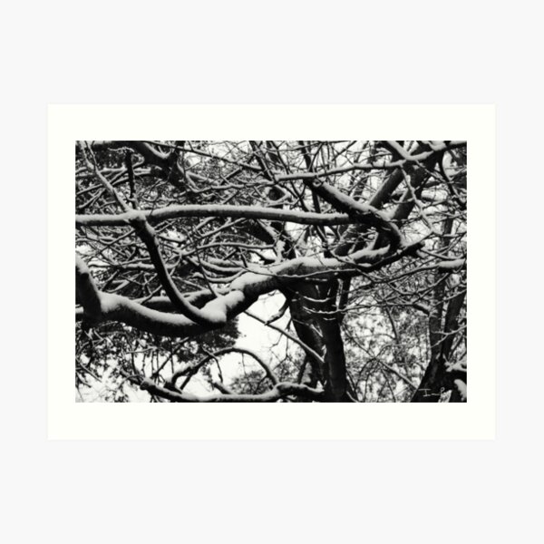 Snow on Branches Art Print