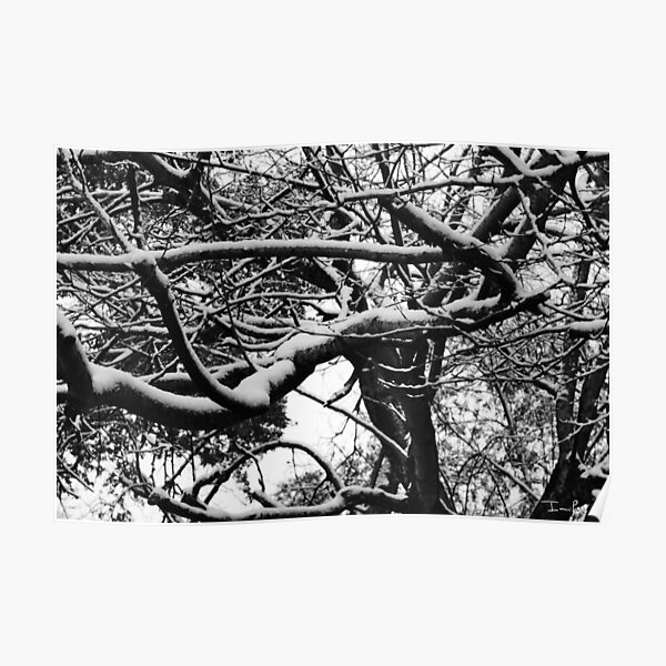 Snow on Branches Poster