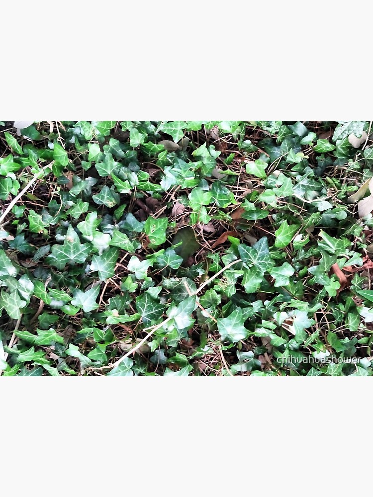 Tangled Ivy Bed by chihuahuashower