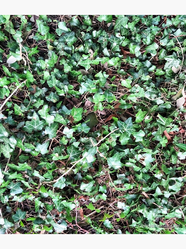 Tangled Ivy Bed by chihuahuashower
