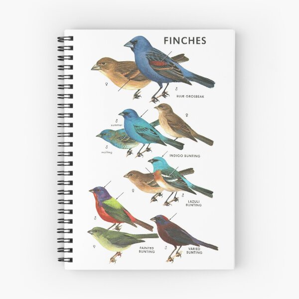Item preview, Colorful Finches - Ornithology Study Illustration designed and sold by elevens.