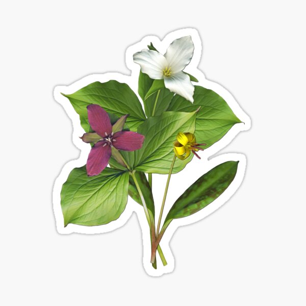 In a Spring Woods Sticker