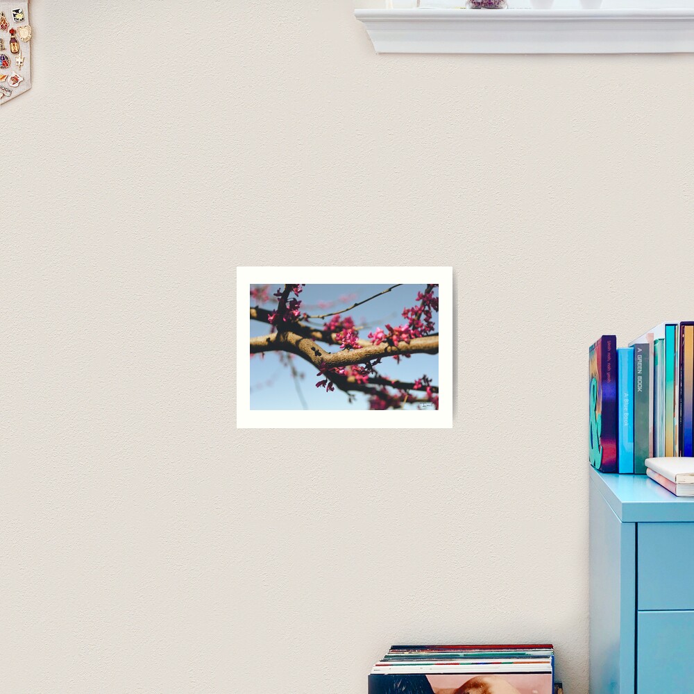 Eastern Redbud Art Print