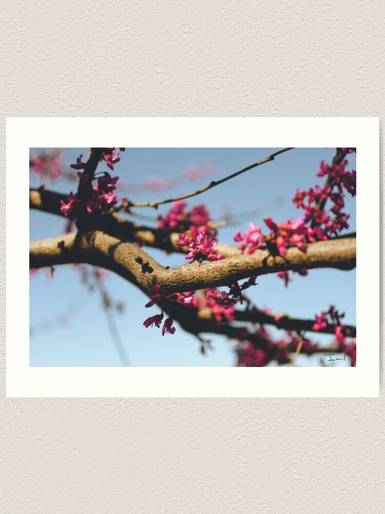 Alternate view of Eastern Redbud Art Print