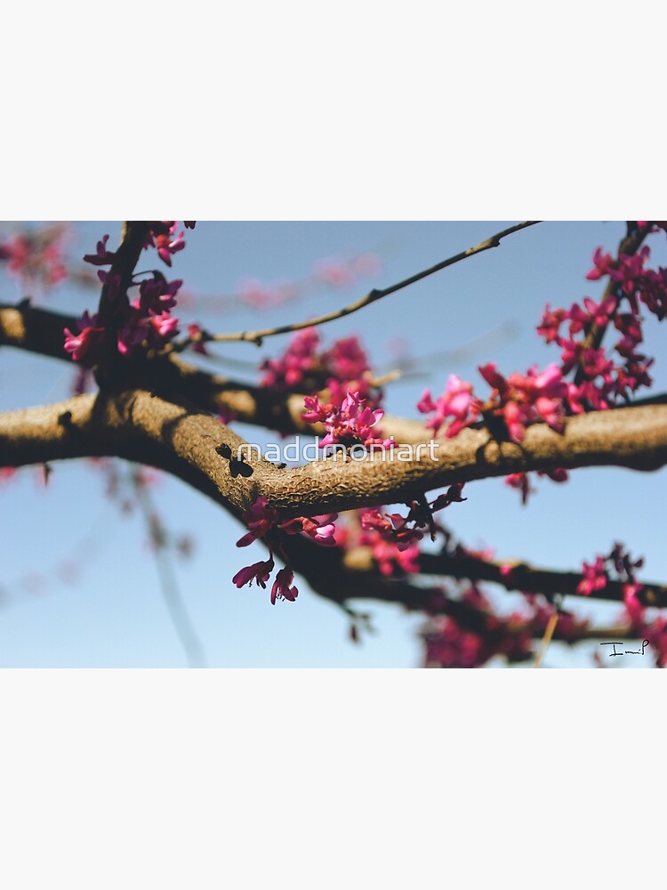 Eastern Redbud by maddmoniart