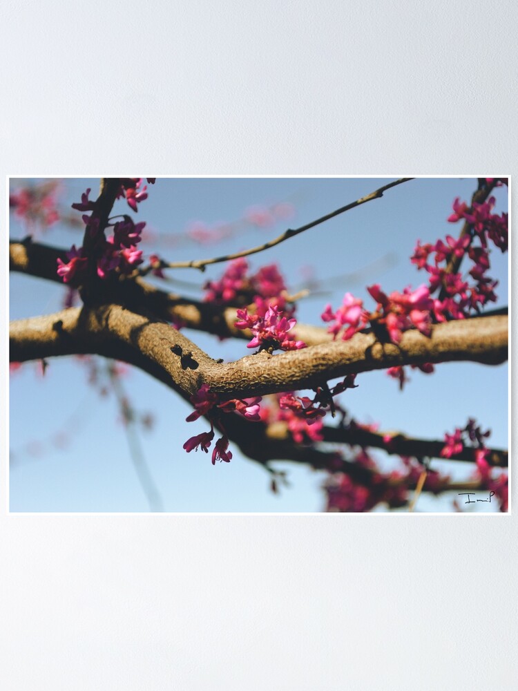 Alternate view of Eastern Redbud Poster
