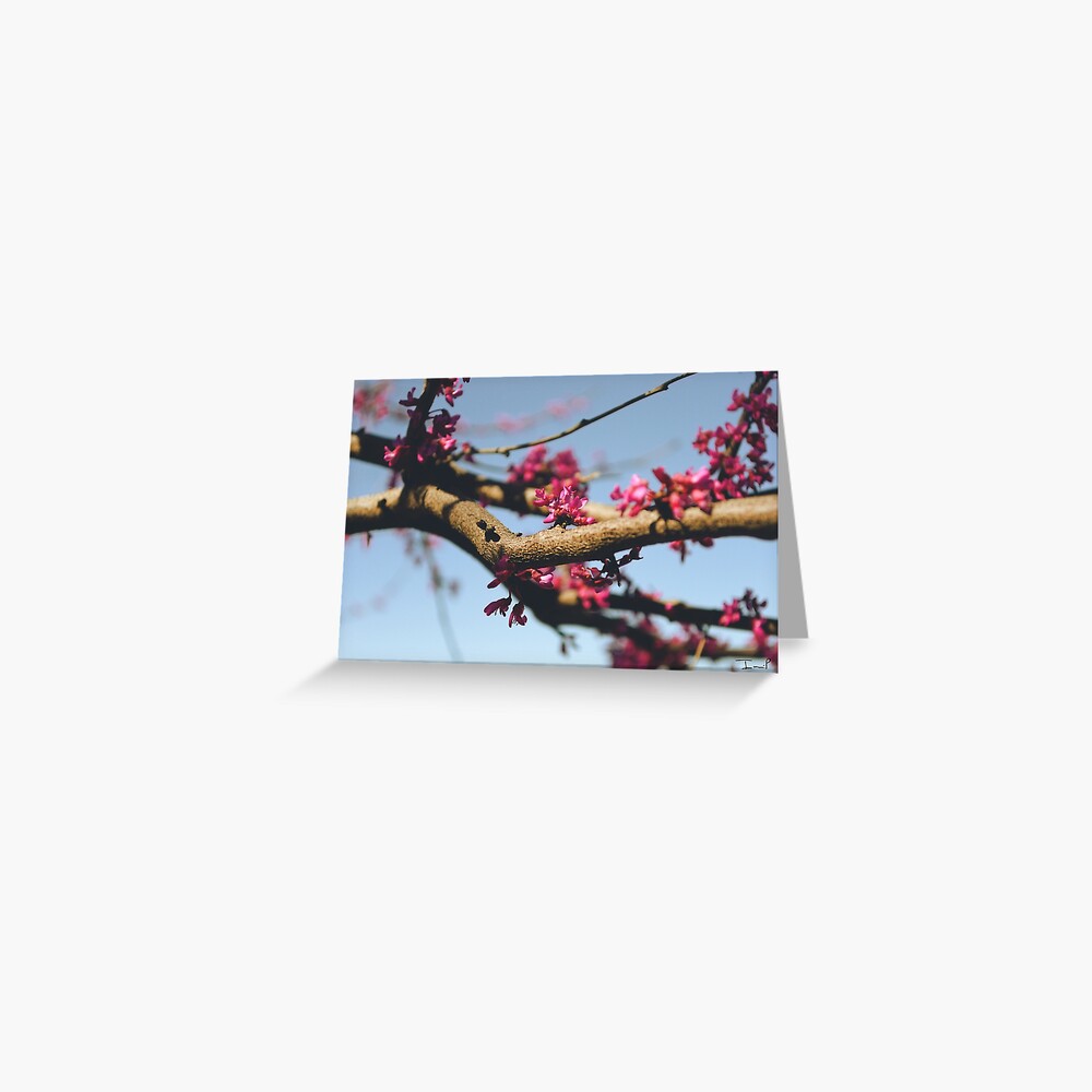 Eastern Redbud Greeting Card