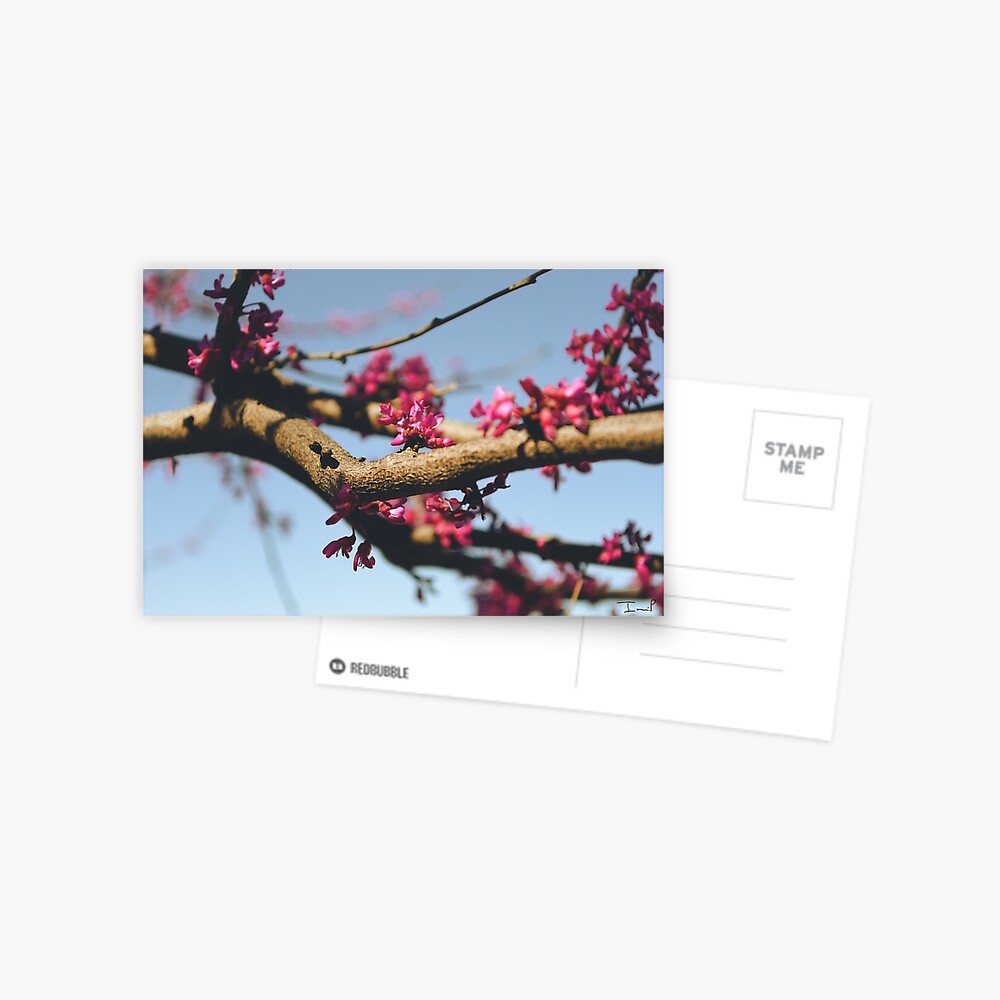 Eastern Redbud Postcard