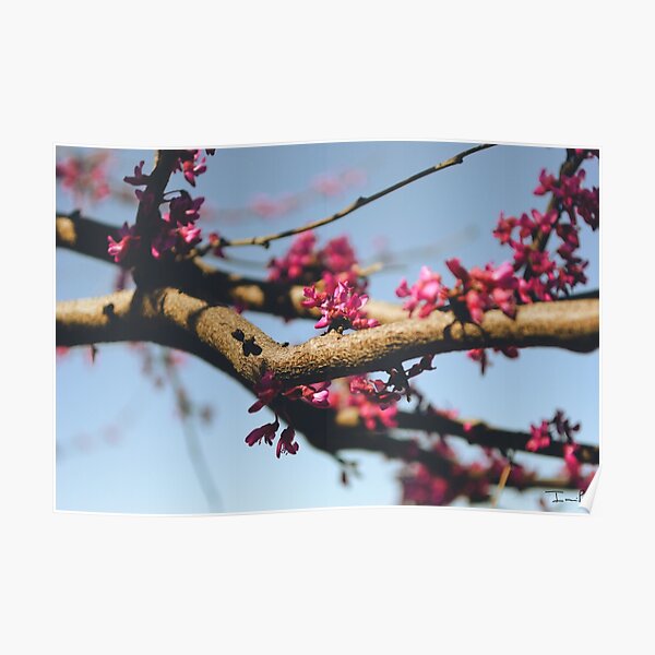 Eastern Redbud Poster