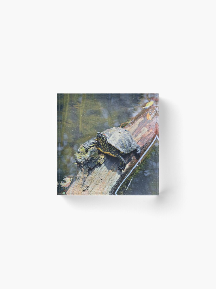 Alternate view of Painted Turtle Acrylic Block