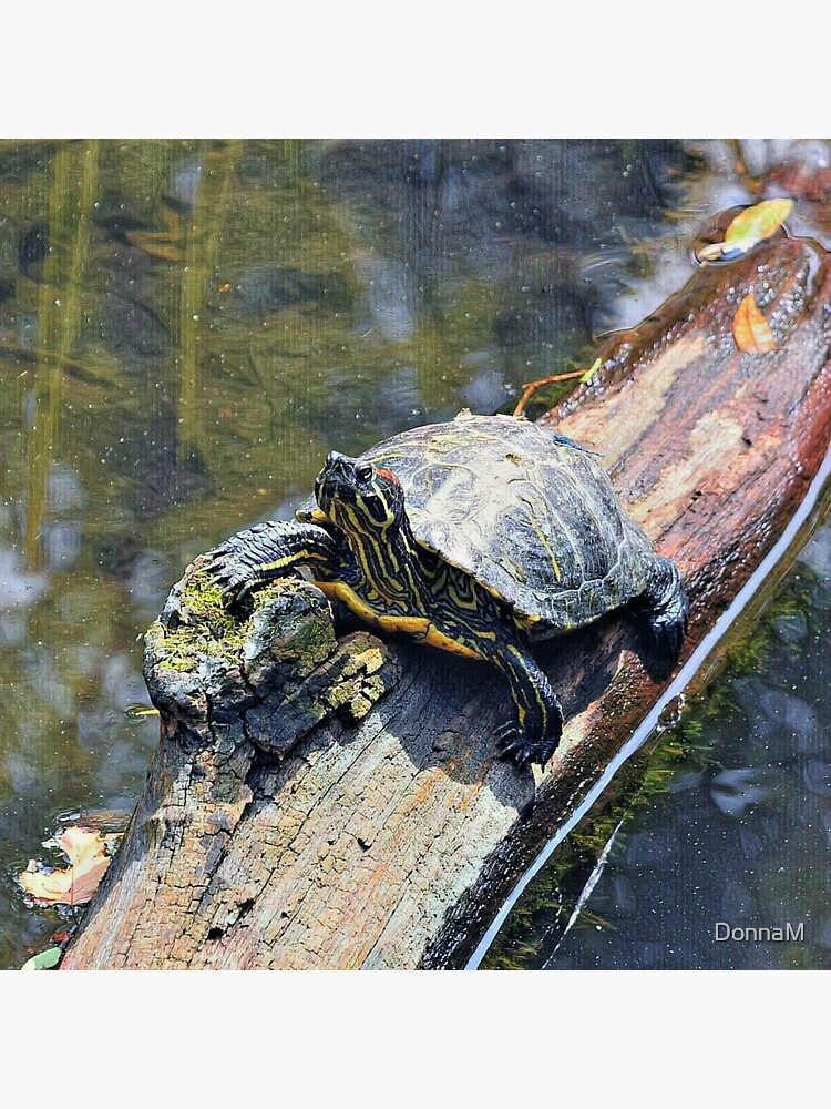 Painted Turtle by DonnaM