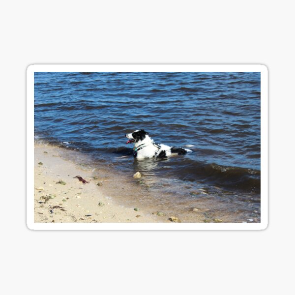 Australian Shepherd Relaxing in the Water Sticker