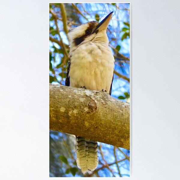 Item preview, The Kookaburra  designed and sold by Mickangelhere.