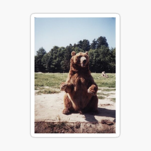 Sitting Bear Sticker