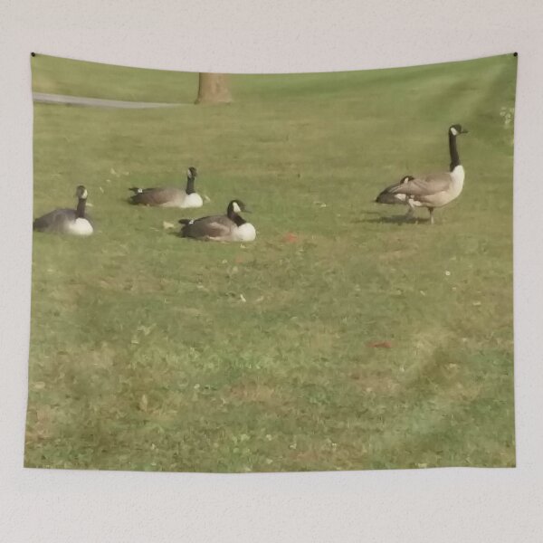 Item preview, Small bunch of Northern geese designed and sold by edwardtiptonart.