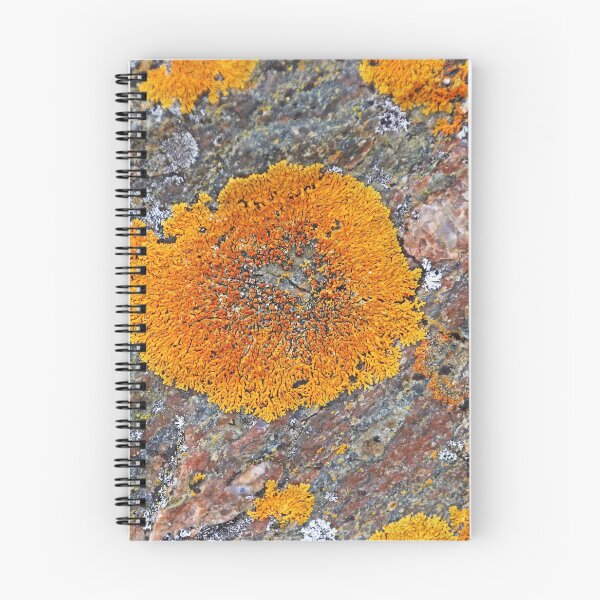 Item preview, Wreck Island Lichen On Rock designed and sold by Deb Oppermann.