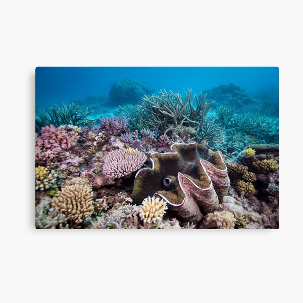 Item preview, Giant clam surrounded by coral designed and sold by Islandjems.