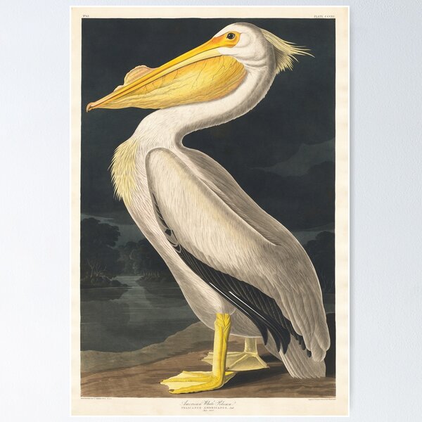 American White Pelican | Audubon | Birds of America | John James Audubon | Poster