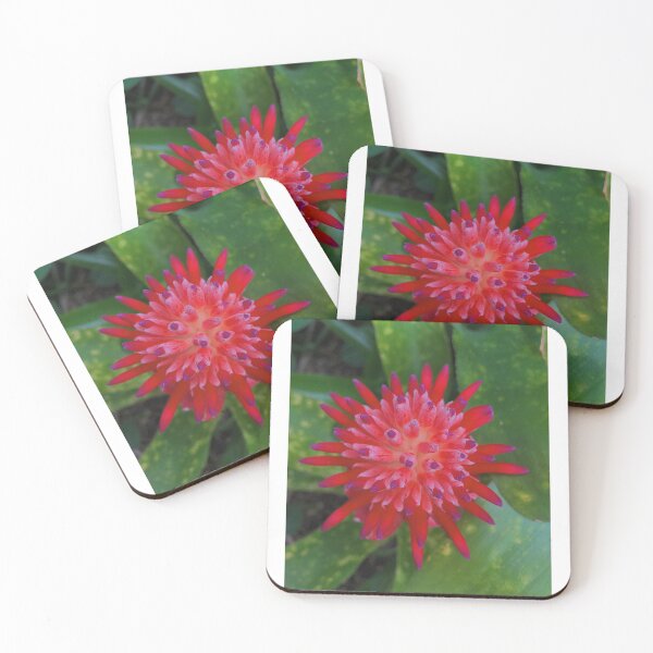 Item preview, I'm a sucker for succulents  designed and sold by justpeqchy.
