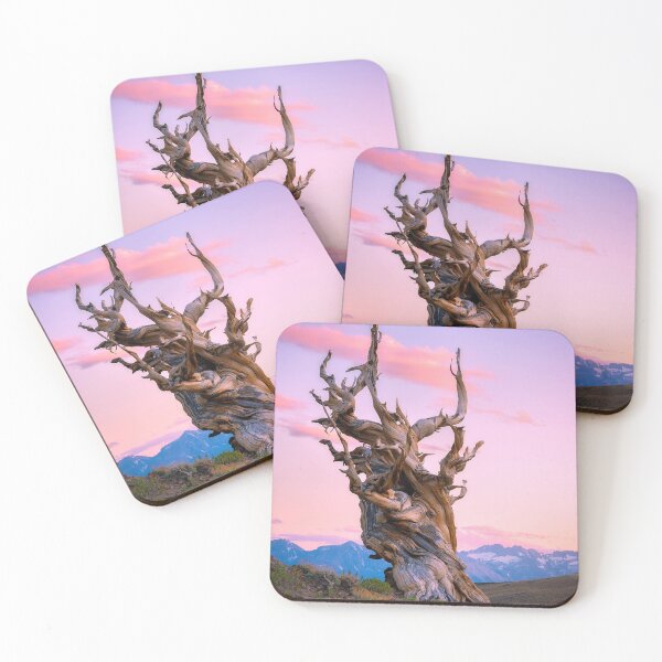 Item preview, Ancient bristlecone pine forest designed and sold by yassinehelal.