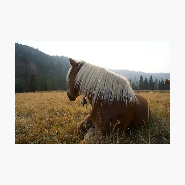 Haflingerpferd in Yellowstone. Fotodruck