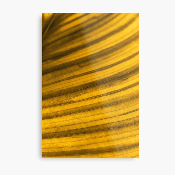 Golden Leaf II Metal Print